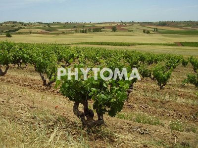 Cepas de viña en cultivo ecológico